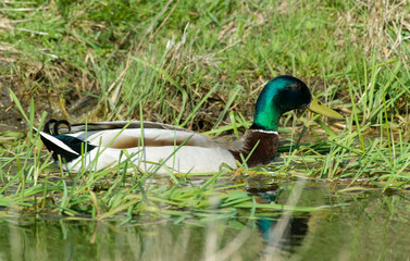 Obraz premium Canard colvert,. Anas platyrhynchos, Mallard, mâle