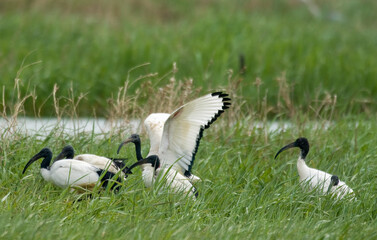 Ibis sacré,.Threskiornis aethiopicus, African Sacred Ibis