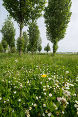 Pâquerette, Bellis perennis, Pissenlit, Taraxacum officinale, Sport, Parc du Grand Godet, Villeneuve le Roi, 94, Val de Marne, France