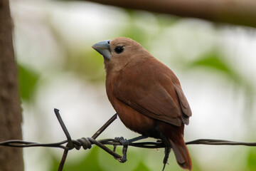 The white-headed munia (Lonchura maja) is a species of estrildid finch found in Indonesia, Malaysia, Singapore, Thailand and Vietnam