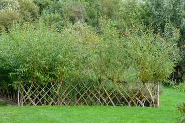 Saule amandier, salix triandra, Hortillonages, Amiens, Somme, 80, région de Picardie, France © JAG IMAGES