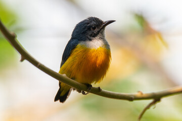 Obraz premium The orange-bellied flowerpecker (Dicaeum trigonostigma) is a species of bird in the family Dicaeidae