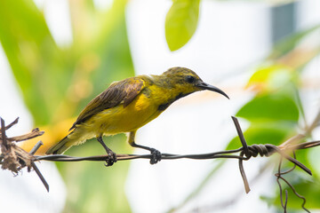 The garden sunbird (Cinnyris jugularis), previously known as the olive-backed sunbird, is a species of passerine bird in the family Nectariniidae
