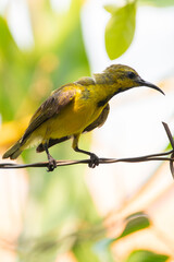 The garden sunbird (Cinnyris jugularis), previously known as the olive-backed sunbird, is a species of passerine bird in the family Nectariniidae