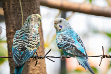The budgerigar (Melopsittacus undulatus), also known as the common parakeet, shell parakeet or budgie is a small, long-tailed, seed-eating parrot native to Australia