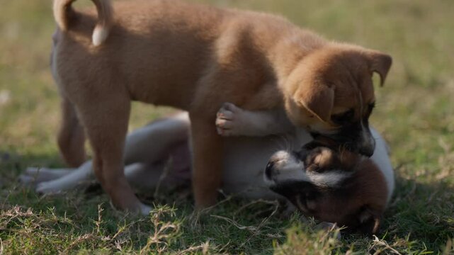 Closeup slow-motion of a brown Aspin puppy playing, biting another white, cute puppy on the grass