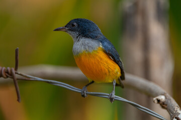 The orange-bellied flowerpecker (Dicaeum trigonostigma) is a species of bird in the family Dicaeidae