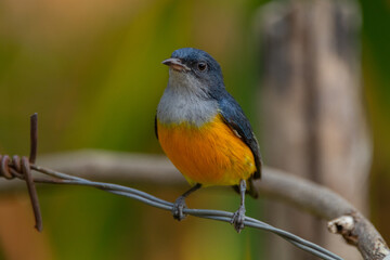 The orange-bellied flowerpecker (Dicaeum trigonostigma) is a species of bird in the family Dicaeidae