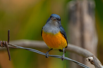 Naklejka premium The orange-bellied flowerpecker (Dicaeum trigonostigma) is a species of bird in the family Dicaeidae