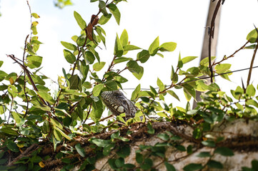 iguana on a tree, green iguana, lizard, reptile, iguana, Iguanidae,reptilia,Squamata, pineal eye, exotic animal, herbivore, iguana iguana, on top of the wall, among the leaves
