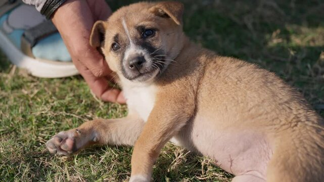 Slow-motion of person's hand petting a cute and adorable Dingo puppy on the grass
