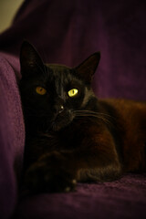 
cat, Felis catus, Bombay, domestic cat, black cat, Mammalia, Felidae, carnivorous mammal, felid family, pet, predator, Bagheera, hybrid breed, shorthair, panther, hybrid breed