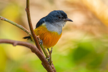 The orange-bellied flowerpecker (Dicaeum trigonostigma) is a species of bird in the family Dicaeidae