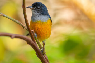 The orange-bellied flowerpecker (Dicaeum trigonostigma) is a species of bird in the family Dicaeidae