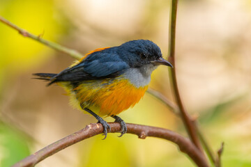 Fototapeta premium The orange-bellied flowerpecker (Dicaeum trigonostigma) is a species of bird in the family Dicaeidae