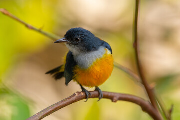 The orange-bellied flowerpecker (Dicaeum trigonostigma) is a species of bird in the family Dicaeidae