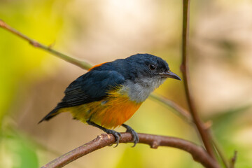 Fototapeta premium The orange-bellied flowerpecker (Dicaeum trigonostigma) is a species of bird in the family Dicaeidae