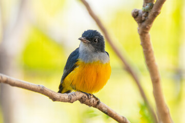 Fototapeta premium The orange-bellied flowerpecker (Dicaeum trigonostigma) is a species of bird in the family Dicaeidae