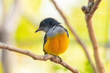 The orange-bellied flowerpecker (Dicaeum trigonostigma) is a species of bird in the family Dicaeidae