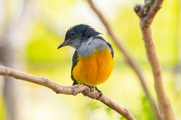The orange-bellied flowerpecker (Dicaeum trigonostigma) is a species of bird in the family Dicaeidae