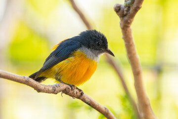The orange-bellied flowerpecker (Dicaeum trigonostigma) is a species of bird in the family Dicaeidae