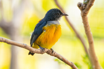 Fototapeta premium The orange-bellied flowerpecker (Dicaeum trigonostigma) is a species of bird in the family Dicaeidae