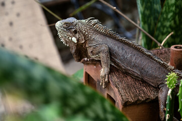 green iguana, lizard, reptile, iguana, Iguanidae,reptilia,Squamata, pineal eye, exotic animal, herbivore, iguana iguana