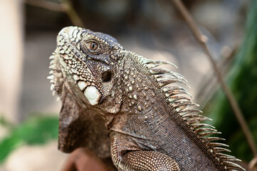 green iguana, lizard, reptile, iguana, Iguanidae,reptilia,Squamata, pineal eye, exotic animal, herbivore, iguana iguana
