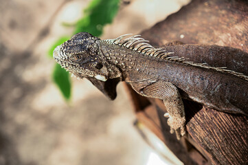 green iguana, lizard, reptile, iguana, Iguanidae,reptilia,Squamata, pineal eye, exotic animal, herbivore, iguana iguana