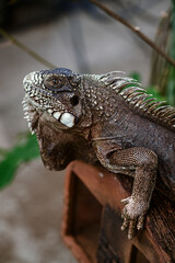 green iguana, lizard, reptile, iguana, Iguanidae,reptilia,Squamata, pineal eye, exotic animal, herbivore, iguana iguana