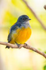 Naklejka premium The orange-bellied flowerpecker (Dicaeum trigonostigma) is a species of bird in the family Dicaeidae
