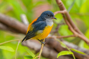 The orange-bellied flowerpecker (Dicaeum trigonostigma) is a species of bird in the family Dicaeidae