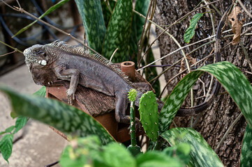 green iguana, lizard, reptile, iguana, Iguanidae,reptilia,Squamata, pineal eye, exotic animal, herbivore, iguana iguana