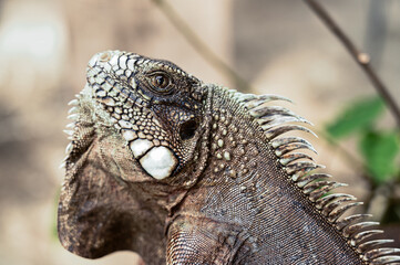 Fototapeta premium green iguana, lizard, reptile, iguana, Iguanidae,reptilia,Squamata, pineal eye, exotic animal, herbivore, iguana iguana