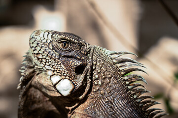 green iguana, lizard, reptile, iguana, Iguanidae,reptilia,Squamata, pineal eye, exotic animal, herbivore, iguana iguana