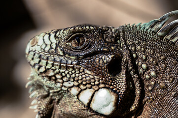 green iguana, lizard, reptile, iguana, Iguanidae,reptilia,Squamata, pineal eye, exotic animal, herbivore, iguana iguana