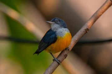 The orange-bellied flowerpecker (Dicaeum trigonostigma) is a species of bird in the family Dicaeidae