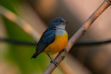 Fototapeta premium The orange-bellied flowerpecker (Dicaeum trigonostigma) is a species of bird in the family Dicaeidae