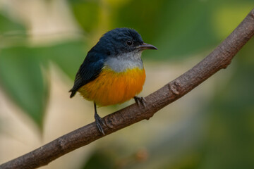 Obraz premium The orange-bellied flowerpecker (Dicaeum trigonostigma) is a species of bird in the family Dicaeidae