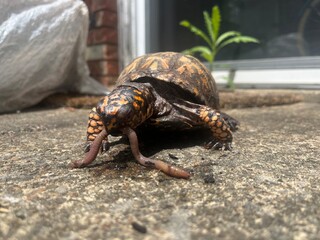 turtle eating worm