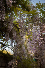 View of blooming wisteria 