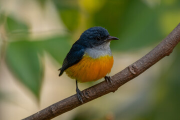The orange-bellied flowerpecker (Dicaeum trigonostigma) is a species of bird in the family Dicaeidae