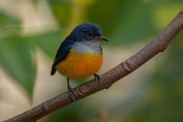The orange-bellied flowerpecker (Dicaeum trigonostigma) is a species of bird in the family Dicaeidae