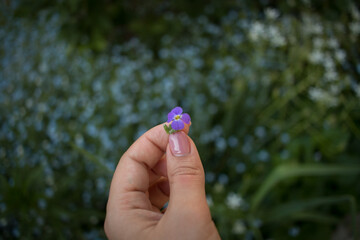 Female hand touches purple flower