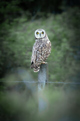 bird
