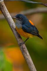 The orange-bellied flowerpecker (Dicaeum trigonostigma) is a species of bird in the family Dicaeidae
