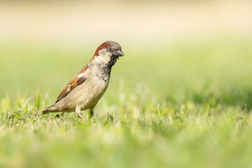 bird