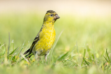 bird