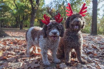 Cute dogs wearing festive antlers enjoys a sunny autumn day in a vibrant park surrounded by fallen leaves