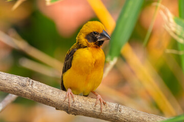 The Asian golden weaver (Ploceus hypoxanthus) is a species of bird in the family Ploceidae